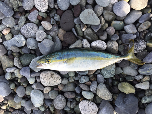 ワカシの釣果