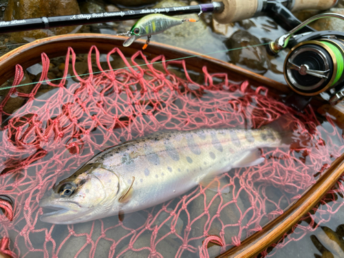 ヤマメの釣果