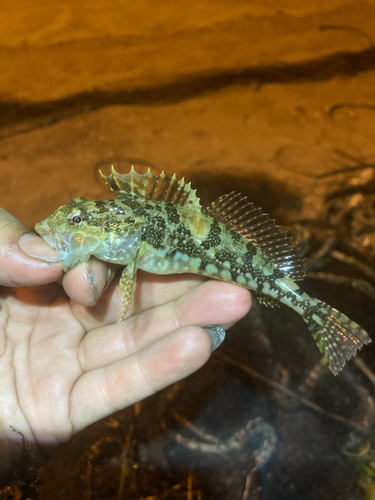 アサヒアナハゼの釣果