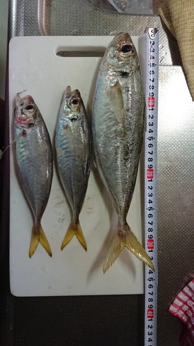 アジの釣果