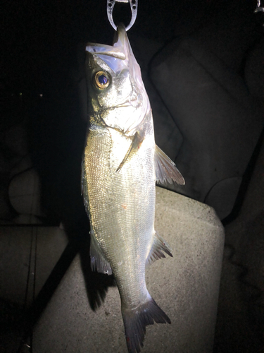 ヒラスズキの釣果