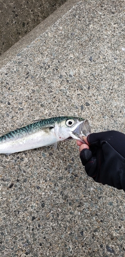 サバの釣果