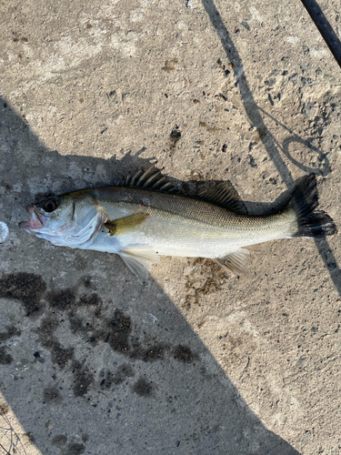 セイゴ（マルスズキ）の釣果