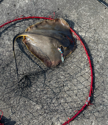 アカエイの釣果