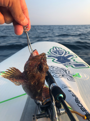 カサゴの釣果