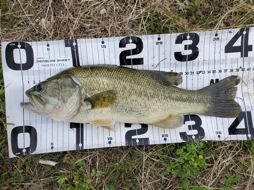 ブラックバスの釣果