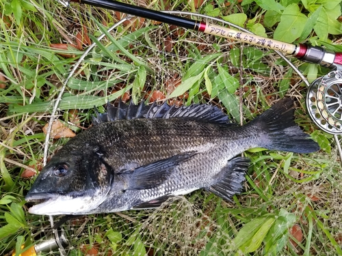 クロダイの釣果