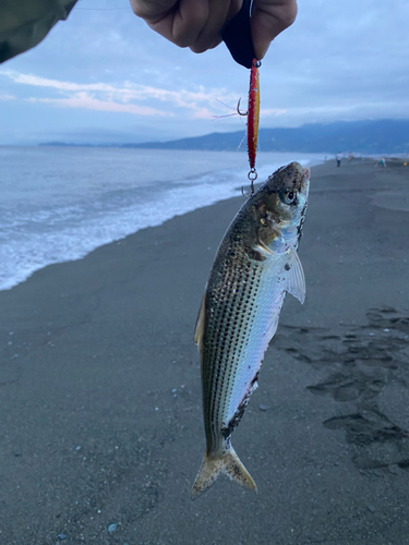 コノシロの釣果