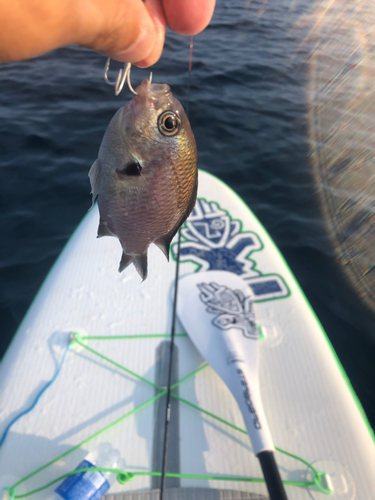 タイの釣果