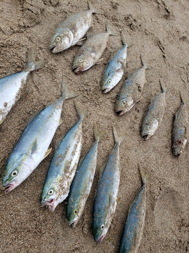 ワカシの釣果