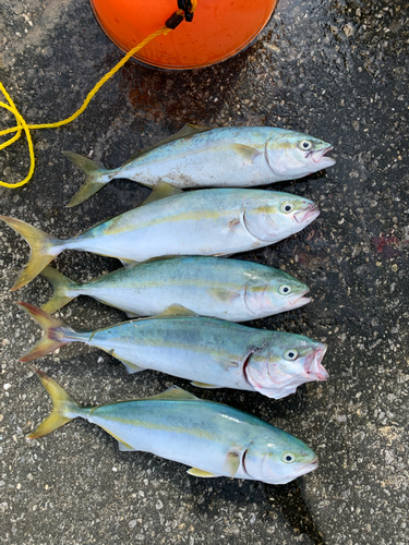 ワカシの釣果