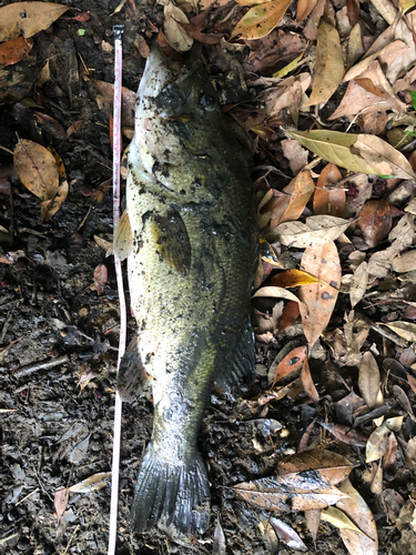 ブラックバスの釣果