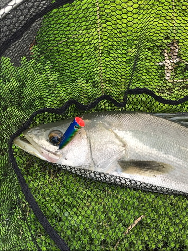 スズキの釣果