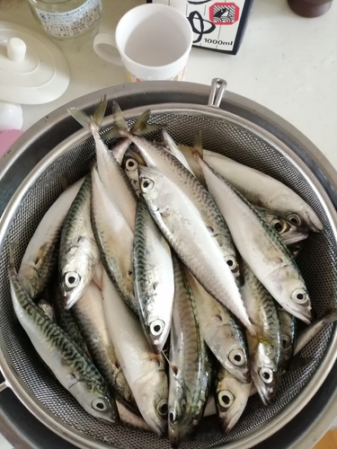 サバの釣果