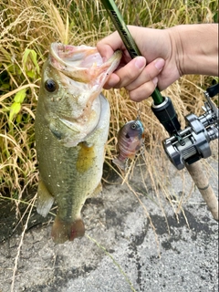 ラージマウスバスの釣果