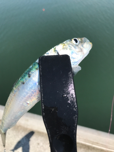 イワシの釣果