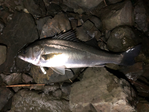 フッコ（マルスズキ）の釣果