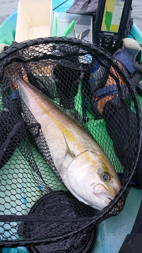 カンパチの釣果