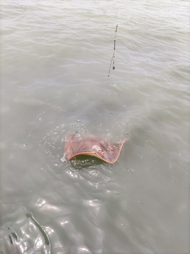 アカエイの釣果