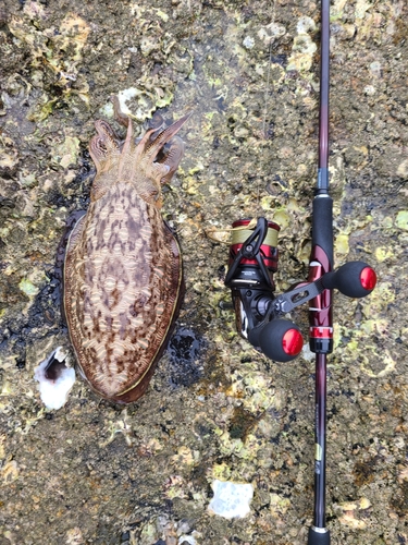 コウイカの釣果