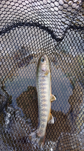 イワナの釣果