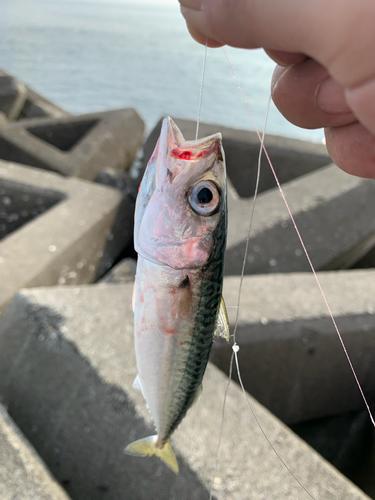 サバの釣果