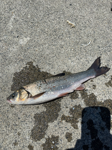 ウグイの釣果