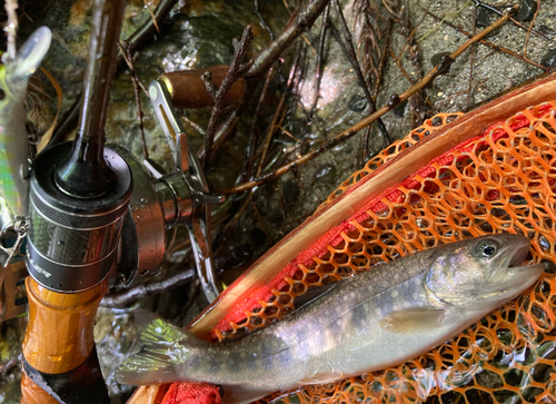 イワナの釣果