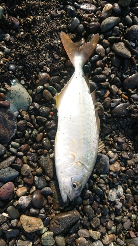 ショゴの釣果