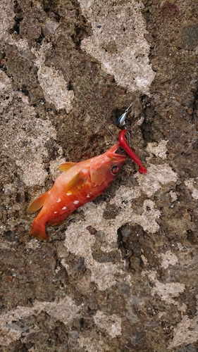 アカハタの釣果