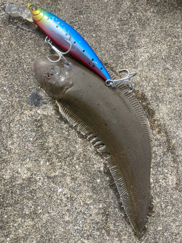 シタビラメの釣果