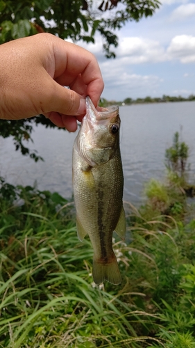 ラージマウスバスの釣果