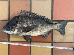 クロダイの釣果