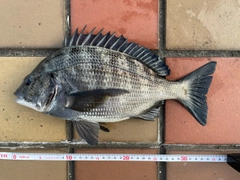 クロダイの釣果