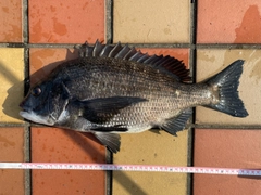 クロダイの釣果