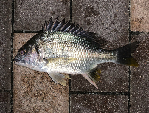 キビレの釣果