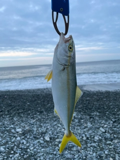 ワカシの釣果