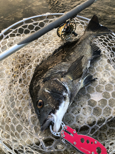 チヌの釣果