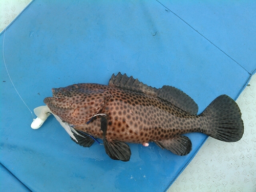 シロブチハタの釣果