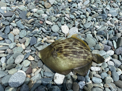 カワハギの釣果