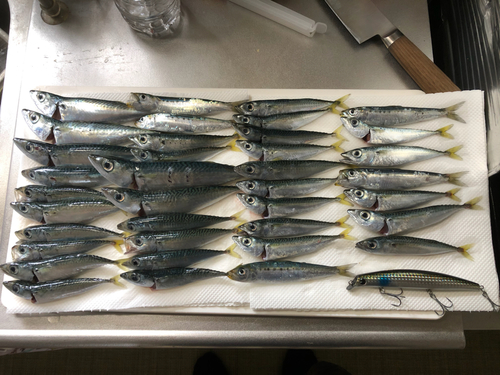 サバの釣果