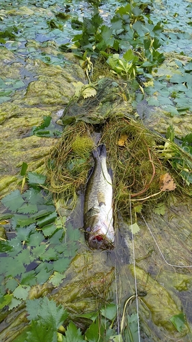 ブラックバスの釣果