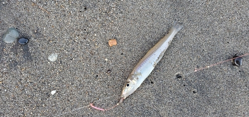 シロギスの釣果