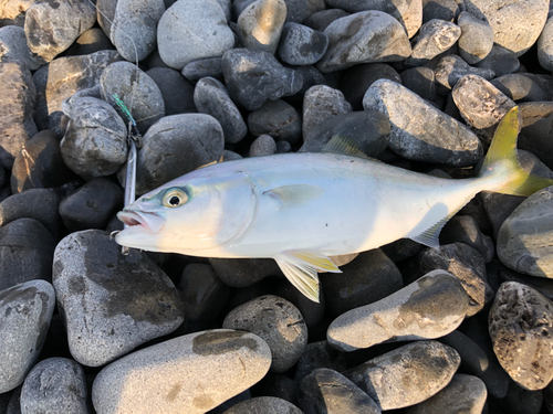 ワカシの釣果