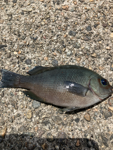 グレの釣果