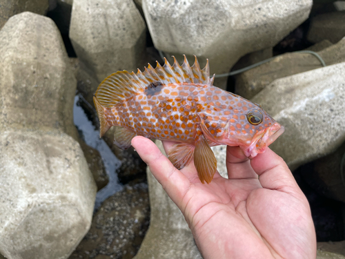 キジハタの釣果