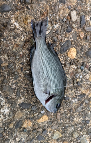 メジナの釣果