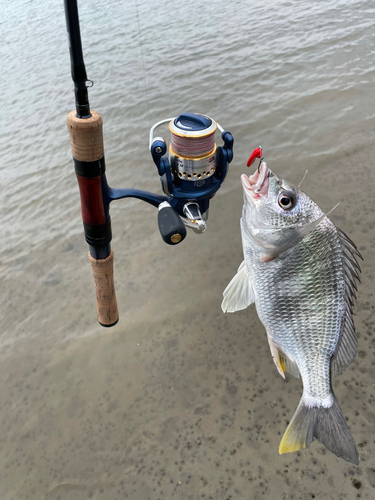 キビレの釣果