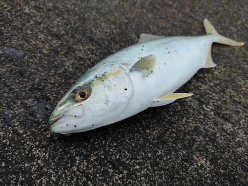 ワカシの釣果