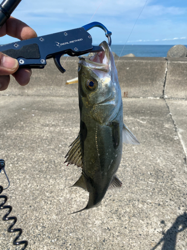 フッコ（マルスズキ）の釣果